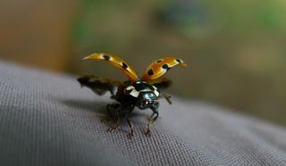 Marienkäfer   - Käfer, Insekten, Marienkäfer, Nützling, halbkugelig, Deckflügel, Glückssymbol, Schädlingsbekämpfer