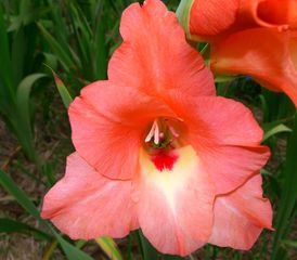 Gladiole - rosa - Schwertliliengewächs, Gladiole, Gladiolus carneus, Zierpflanze