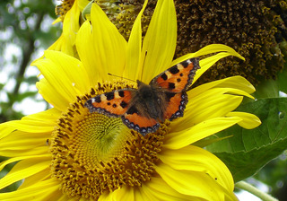 Schmetterling Kleiner Fuchs - Schmetterling, Kleiner Fuchs, Edelfalter Nymphalidae, Aglais urticae, Sonnenblume