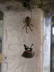 Spinne auf Beutejagd #2 - Spinne, Spinnennetz, Beute, Wespe, gefangen, Nahrung