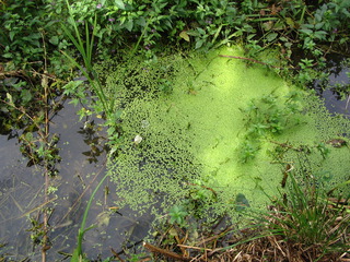 Wasserlinsen auf dem Teich #2 - Wasserlinse, Photosynthese, Wasser, Ökologie, Aronstabgewächs, Wasserpflanze, Gewässer, Verschlammung, Sprossung