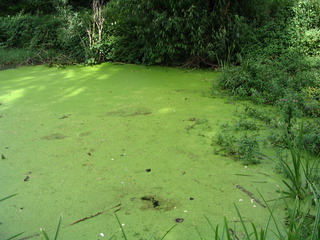 Wasserlinsen auf einem Teich #1 - Wasserlinse, Photosynthese, Wasser, Ökologie, Aronstabgewächs, Wasserpflanze, Gewässer, Verschlammung, Sprossung