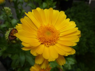 Ringelblume - Ringelblume, Garten-Ringelblume, Korbblütler, Heilpflanze
