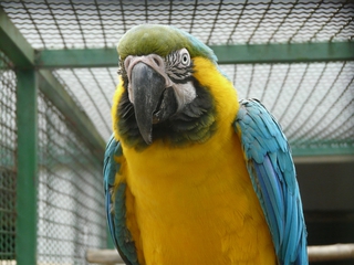 Papagei Ara - Papagei, Ara, Dschungel, Vogel, Käfig