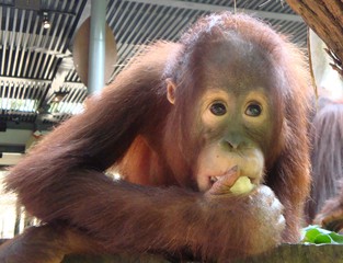 Orang Utan_6 - Sumatra, Borneo, Primaten, Affen, Menschenaffen, rotbraunes Fell, Trockennasenaffe, Pflanzenfresser, Asien, Südostasien, Säugetier, Nahrungsaufnahme, fressen