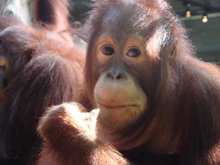 Orang Utan_7 - Sumatra, Borneo, Primaten, Affen, Menschenaffen, rotbraunes Fell, Trockennasenaffe, Pflanzenfresser, Asien, Südostasien, Säugetier