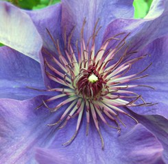 Clematis - Clematis, Blume, Blüte, lila, Kletterpflanze, Waldrebe, Hahnenfußgewächs, blühen, violett