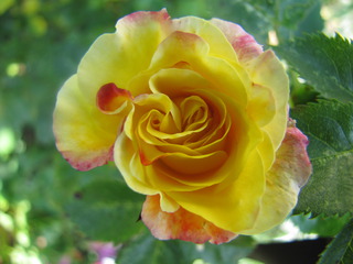 Rose - Rose, Schnittblume, Knospe, Rosengewächs, Naturform, Draufsicht, Rosenblüte, Schnittblume, Blüte, Blume