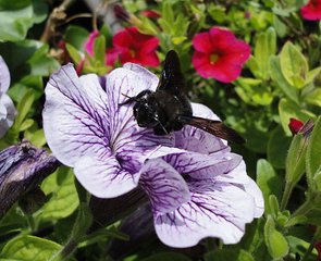 Holzbiene auf Blüte - Biene, Holzbiene, Blüte, Garten, Insekt