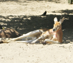 Känguru - Känguru, Beuteltier