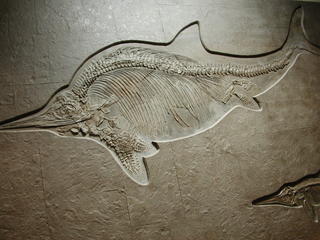 Fossiler Fisch - Fossilien, Fisch