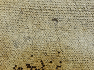 Bienenwabe mit Honig - Biene, Bienenstock, Honig, Wabengebilde, Zellen, Bienenhaltung, Wabe, Bienenwabe