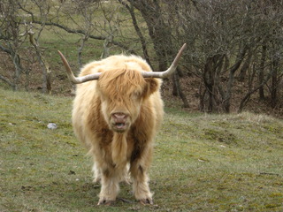 Schottisches Hochlandrind - Highland, Cattle, Kuh, Rind, Wiese, Schottland, Nutzvieh, Hochlandrind, Hörner, zottelig, Fell