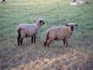Schafe auf der Wiese - Schafe, Tiere, zwei, Lamm, Wiese, Weide, Nutztier
