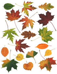 Herbstlaub - Herbstlaub, Laub, Laubblatt, Blatt, Blätter Herbst, Herbstfärbung