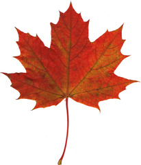 Ahornblatt - Ahorn, Spitzahorn, Ahornblatt, Herbstlaub, Laub, Laubblatt, Blatt, Blätter Herbst, Herbstfärbung, rot