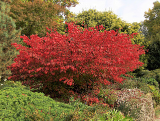 Herbststimmung #6 - Herbst, Herbststimmung, Herbstfarben, Farbe, rot, orange, braun, Natur, Garten, Park, Berggarten