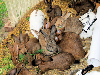 Kaninchen #1 - Kaninchen, Hase, Hasenartige, Haustier, Freilauf, Pflanzenfresser, Leporidae, Karnickel, Nagetier, Fell, Ohren, braun, weiß, schwarz, fressen, zählen