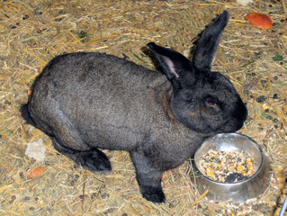 Kaninchen #3 - Kaninchen, Hase, Hasenartige, Haustier, Freilauf, Pflanzenfresser, Leporidae, Karnickel, Nagetier, Fell, Ohren, Fressen, schwarz, grau, dick