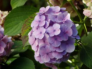 Hortensie - Blüte, Hortensie, blau, Hydrangea, Wasserstrauch