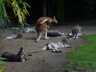 Kängurus  - Tierpark, Kängurugruppe, Beuteltiere