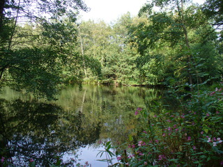 Sommerende 2 - Teich, Waldlandschaft, Blumen, Bäume, Himmel, rosa, grün, Spiegelung