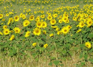 Sonnenblumenfeld - Feld, Sonnenblumen, Sonne, gelb, Korbblütler