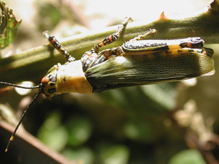 Heuschrecke (1) - Insekten, Heuschrecke, Langfühlerheuschrecke, Insekt, grün