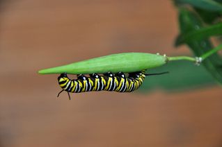 Schmetterlinsraupe - Monarch, Schmetterling, Falter, Raupe, Metamorphose, Verwandlung, kriechen