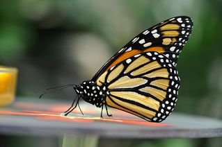Monarch - Monarch, Schmetterling, Falter, Danaus plexippus, symmetrisch, fliegen