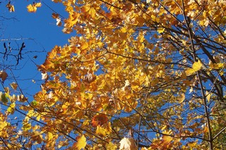 Ahornbaum im Herbst - Ahornbaum, Herbst, Blattfärbung, Sonne, Himmel, Herbstfarben, Herbstlaub, Laub, Blätter, Ahorn, bunt, Laubbaum, Blatt
