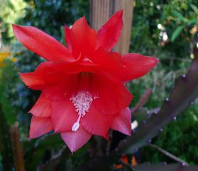 Blattkaktus - rot, Blattkaktus, Blüte, Kaktusblüte, Stempel, Staubgefäße, rot